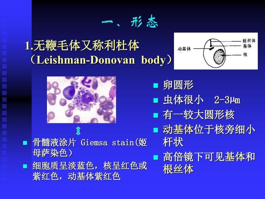 人体寄生虫学鞭毛虫（杜氏利什曼原虫蓝氏贾第鞭毛虫 阴道毛滴虫）课件_第5页