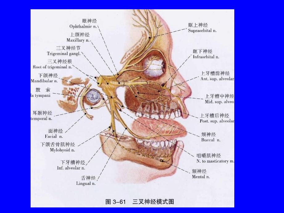 三叉神经痛课件_10_第3页