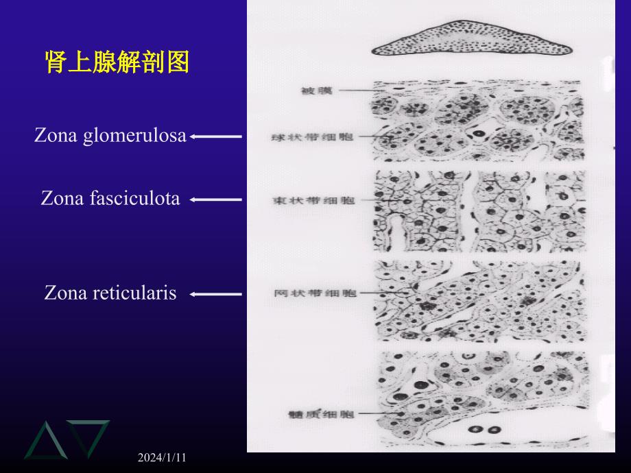 库欣综合征（秦利）课件_第4页