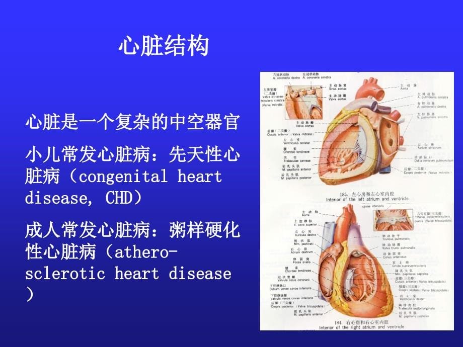 儿科学 第十三章 先天性心脏病课件_第5页