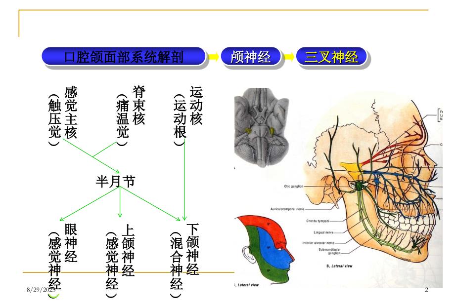 三叉神经痛面神经麻痹课件_第2页