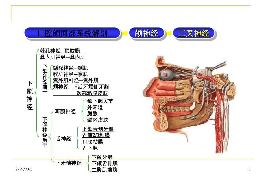 三叉神经痛面神经麻痹课件_第5页