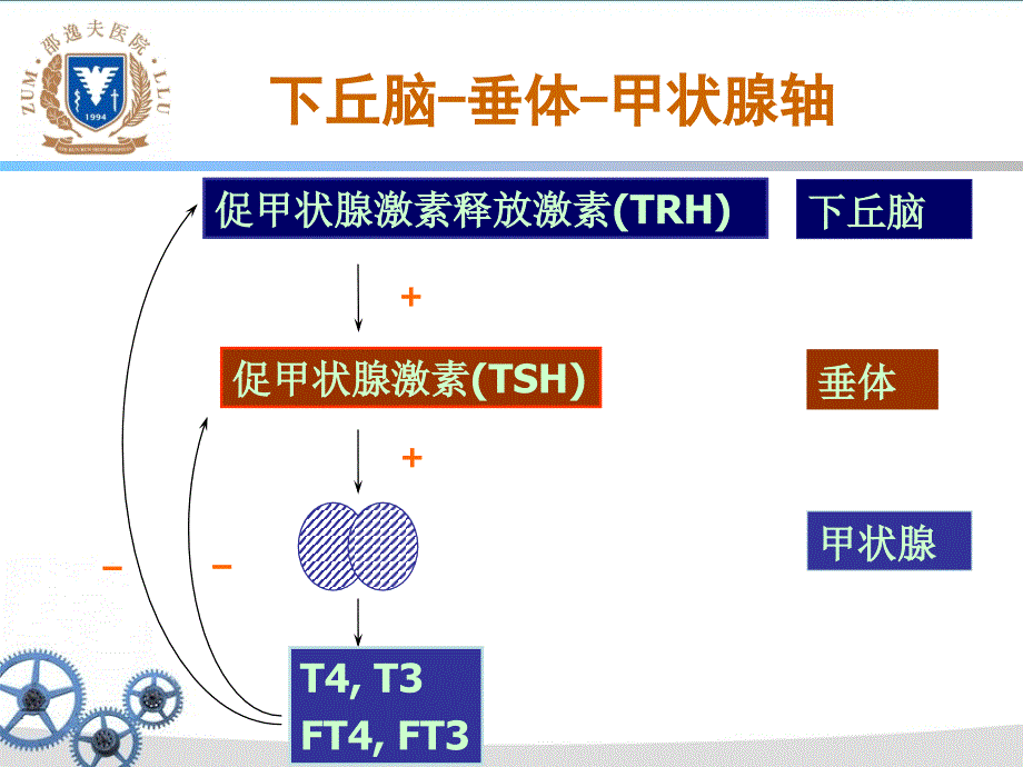 周嘉强甲减2014课件_第2页