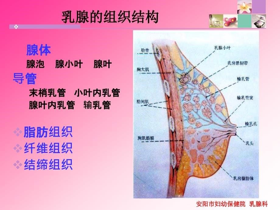 乳腺炎的防治（王凤姣）课件_第5页