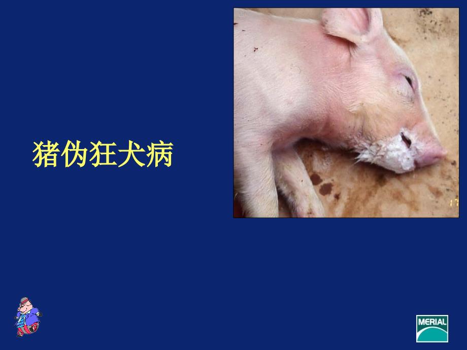 养猪技术（ppt）猪伪狂犬病课件_第2页