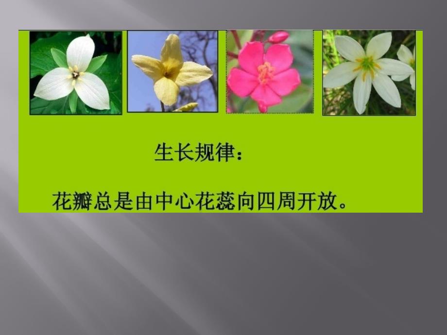 《花儿朵朵（二）》课件_1_第4页