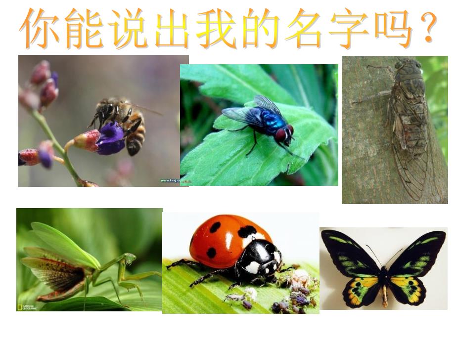 《虫虫虫（一）课件》小学美术苏少版二年级下册_18_第4页