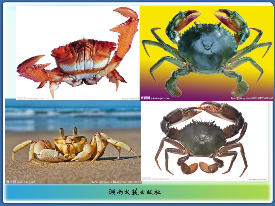 《（歌表演）螃蟹歌课件》小学音乐湘文艺版二年级下册_第4页