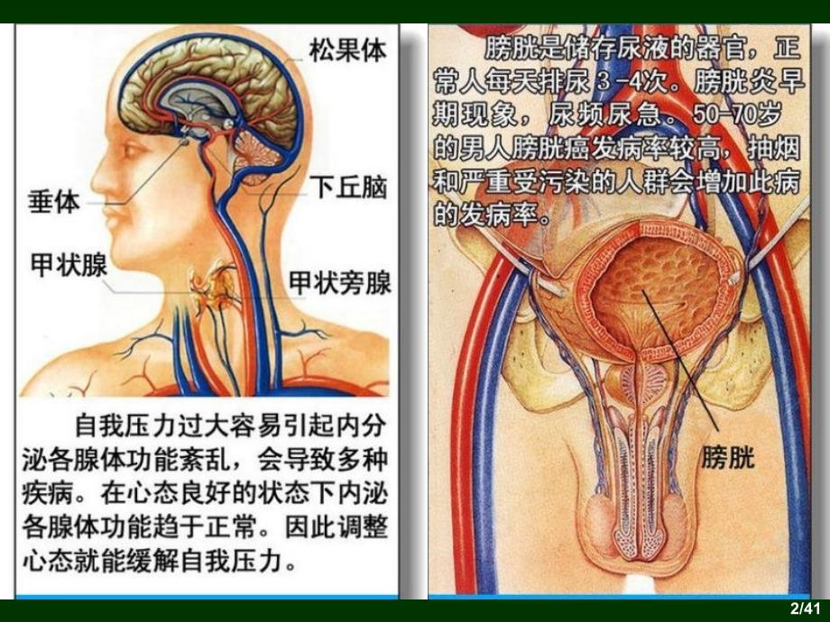 人体器官结构及病理浅析_第2页