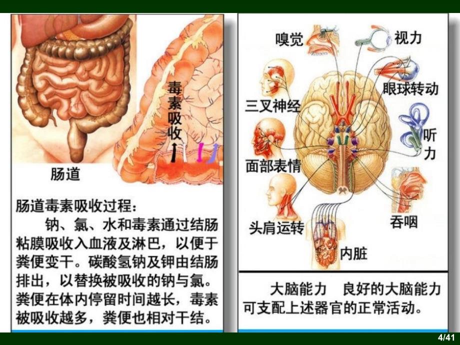 人体器官结构及病理浅析_第4页