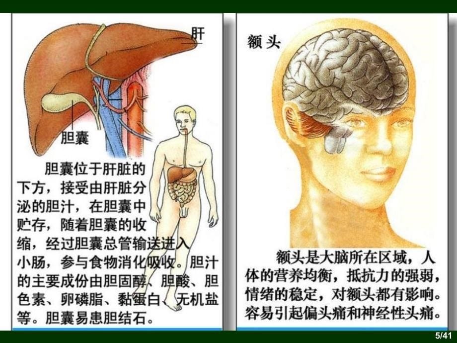 人体器官结构及病理浅析_第5页