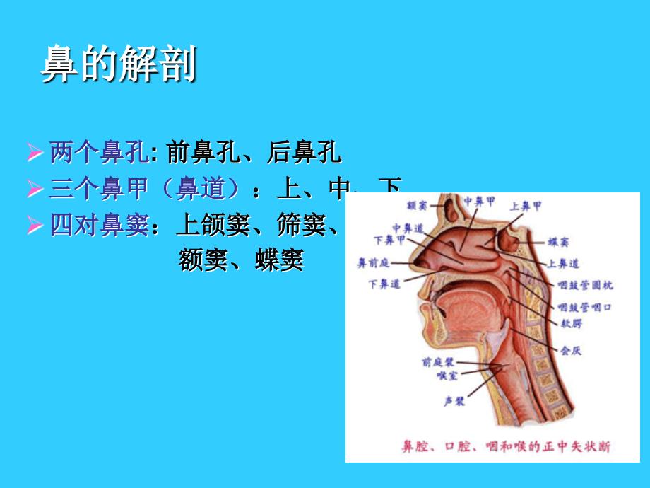 急慢性鼻窦炎病人的护理课件_第2页