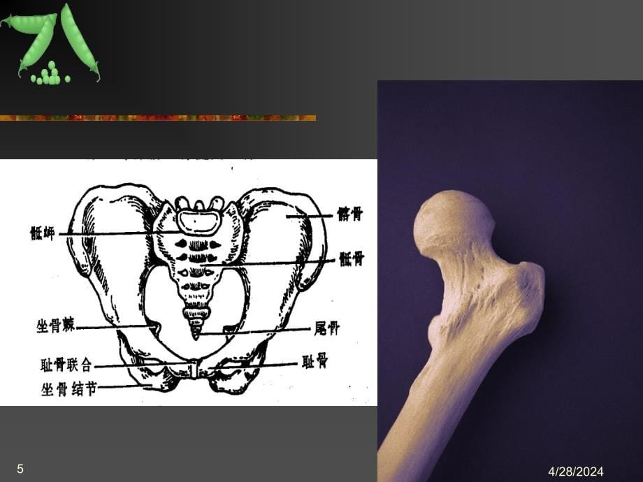 中医中药骨质疏松课件_第5页