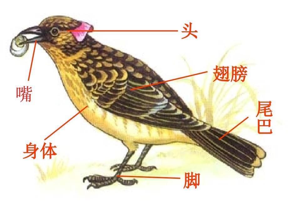 《小鸟的家课件》小学美术人教版二年级下册_16_第5页