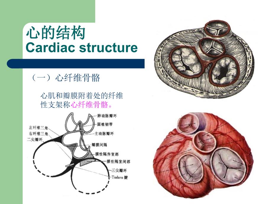 心脏肿瘤ppt课件_第3页