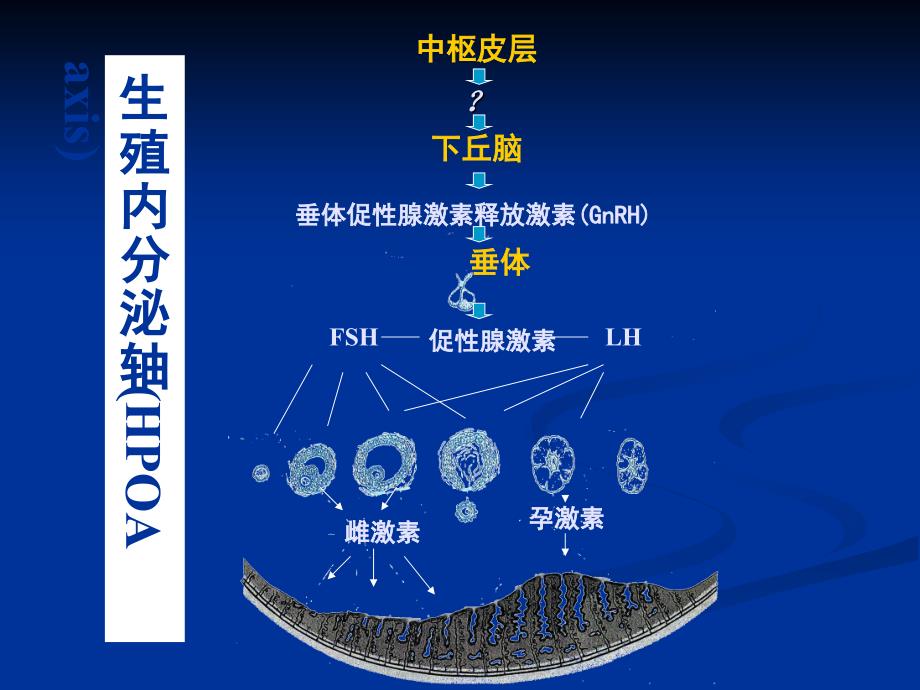 教学教学课件闭经amenorrhea谢梅青主任医师_第4页