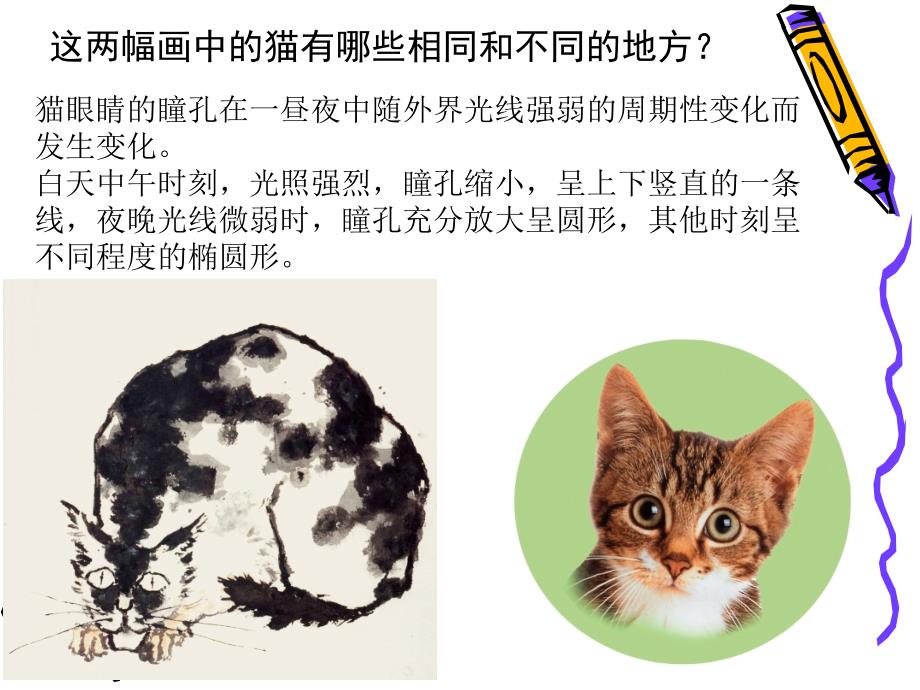 二年级下美术课件可爱的猫咪浙美版_第2页