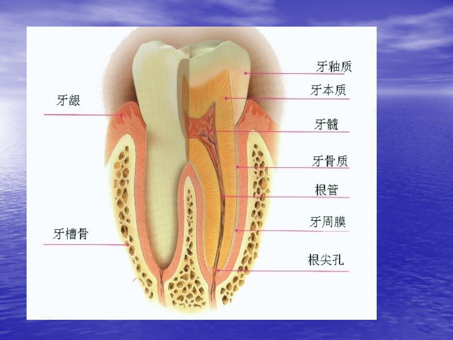 牙周病的病因与临床表现课件_第3页