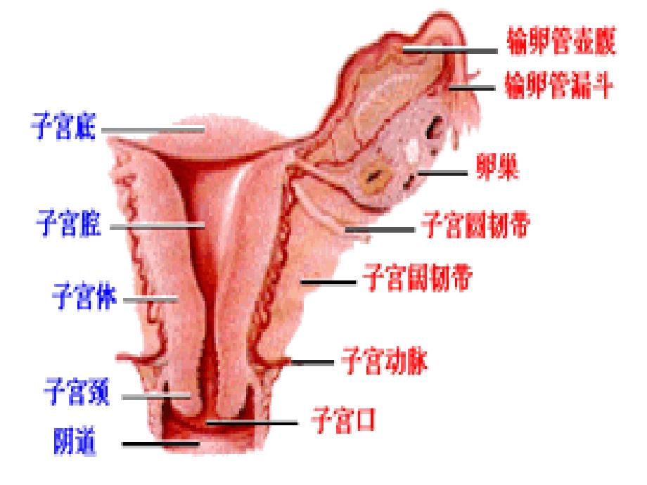 子宫内膜癌课件_30_第3页