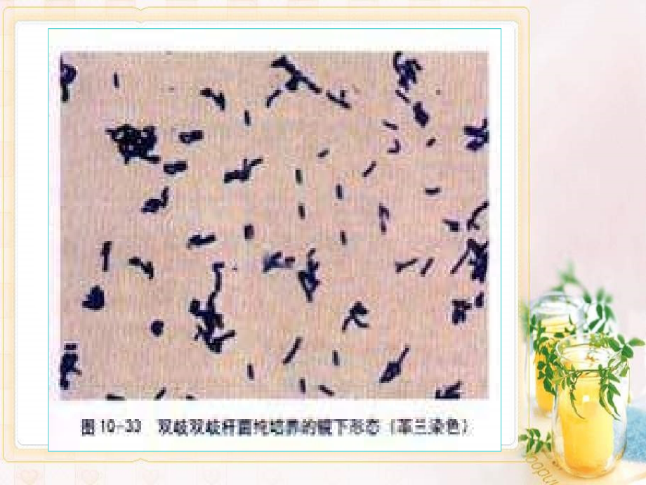 生物课件第七章 细菌的致病性与传染_第3页