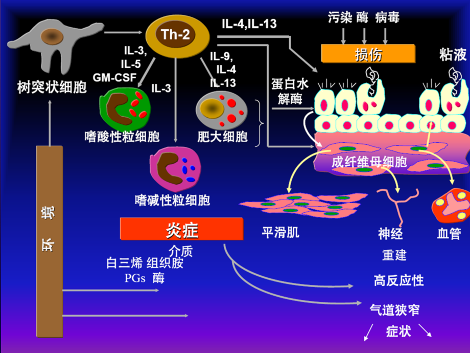 小儿哮喘  全球哮喘防治创议课件_第3页