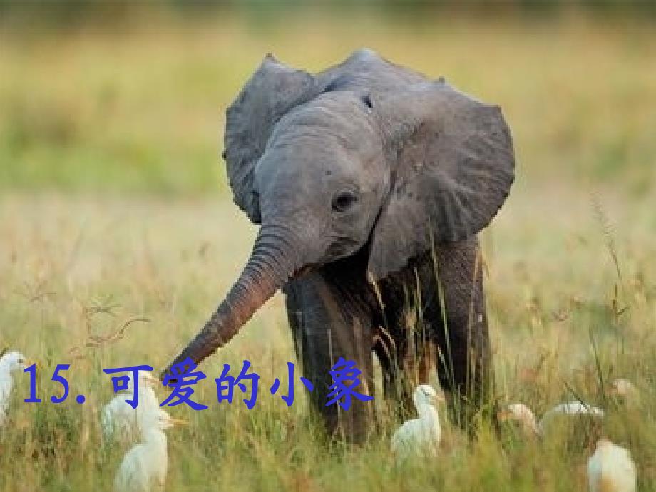 2014秋北京版语文二上《可爱的小象》ppt课件_1_第1页