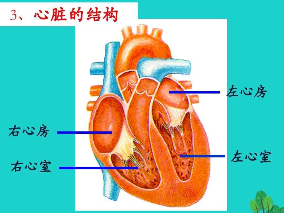 北京市大兴区第三中学七年级生物下册第五章 第二节人体内的物质运输血液循环课件 北京课改版_6_第5页