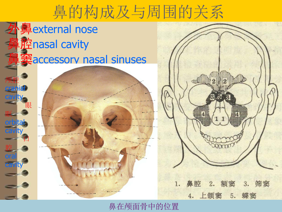 鼻窦炎及并发症变应性鼻炎鼻外伤鼻肿瘤课件_第2页