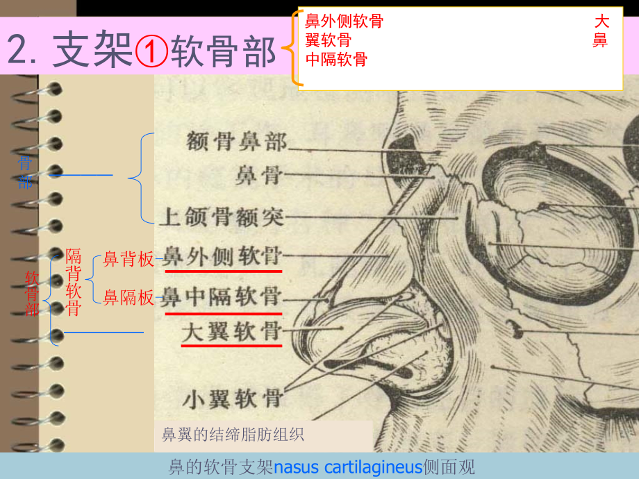 鼻窦炎及并发症变应性鼻炎鼻外伤鼻肿瘤课件_第4页