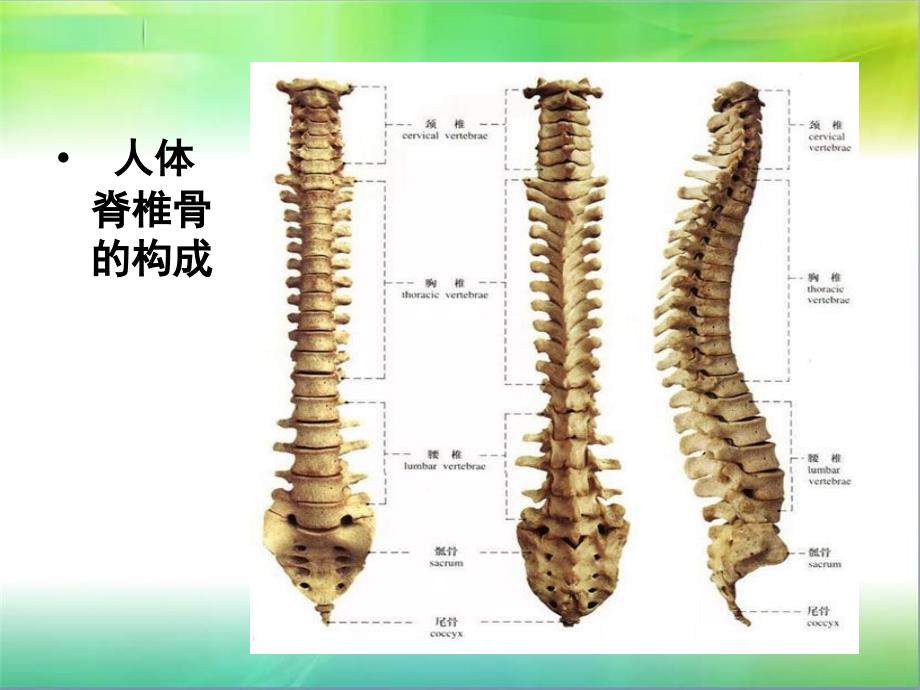 脊椎骨质增生的症状课件_第2页