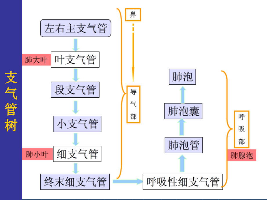 肺部正常hrct表现及肺气肿诊断课件_第2页