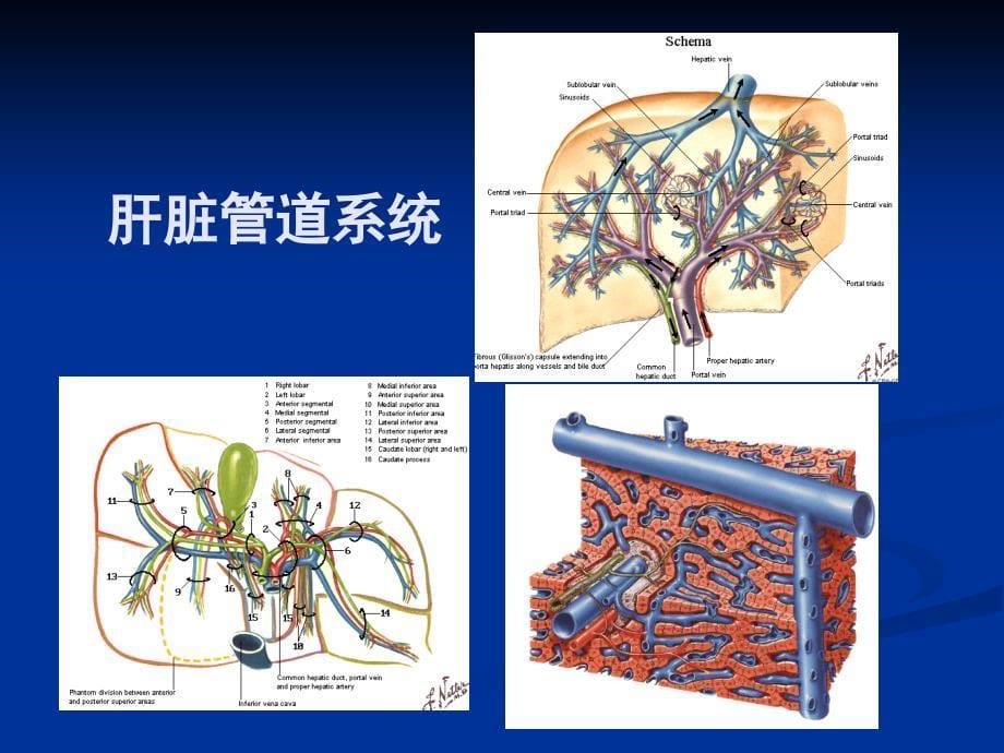 医学影像学 肝脏课件_第5页