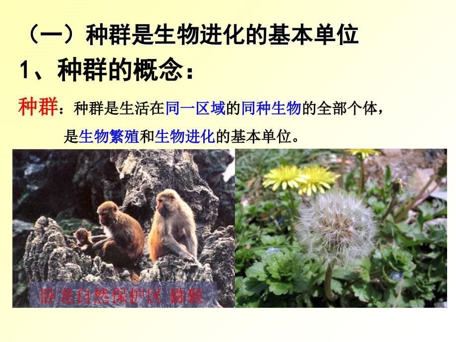 现代生物进化理论的内容（上课用ppt）ppt课件_第5页