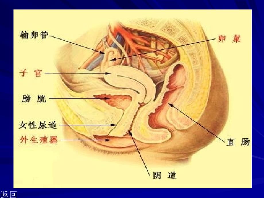 妇科疾病课件_1_第3页