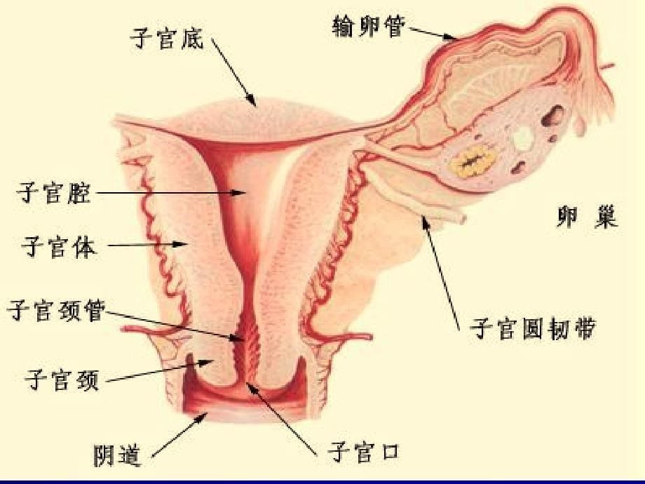 妇科疾病课件_1_第5页