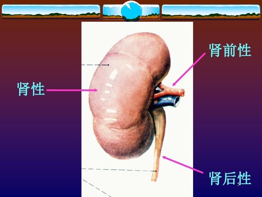 药物治疗学17c肾功能衰竭课件_第5页