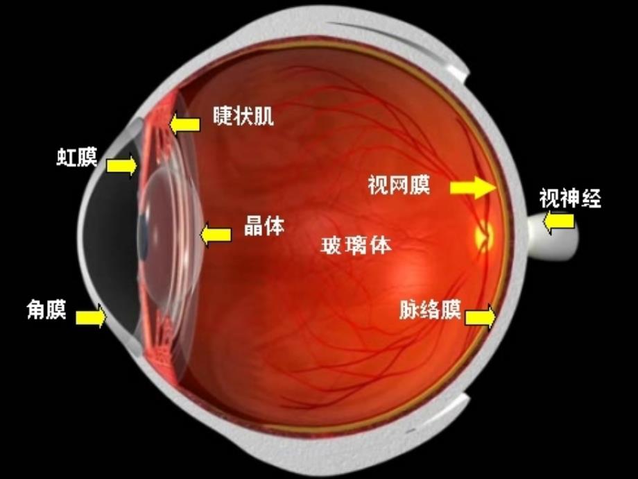 白内障术前指导宣教课件_第2页