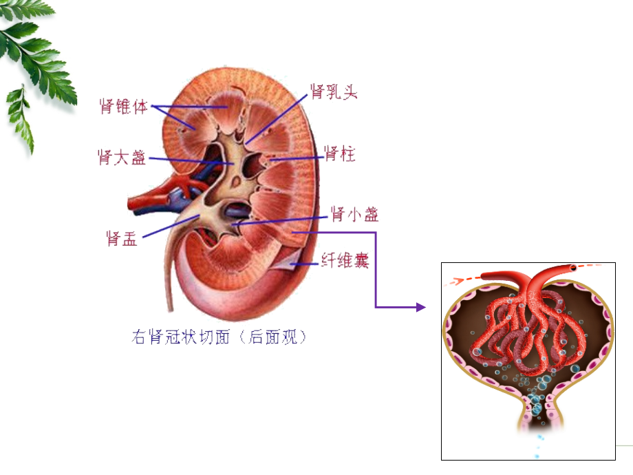 肾功能不全精品医学课件_第4页