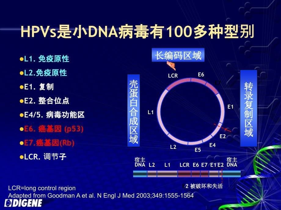 宫颈癌的筛查hpv与宫颈癌教程课件_第5页