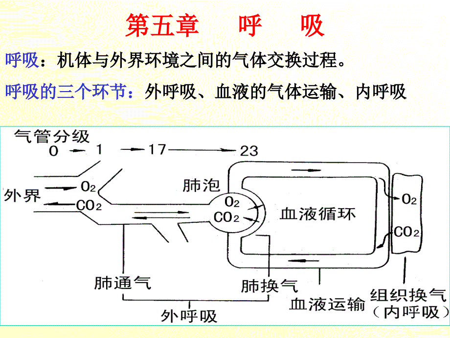 生理学呼吸施 ppt课件_第1页