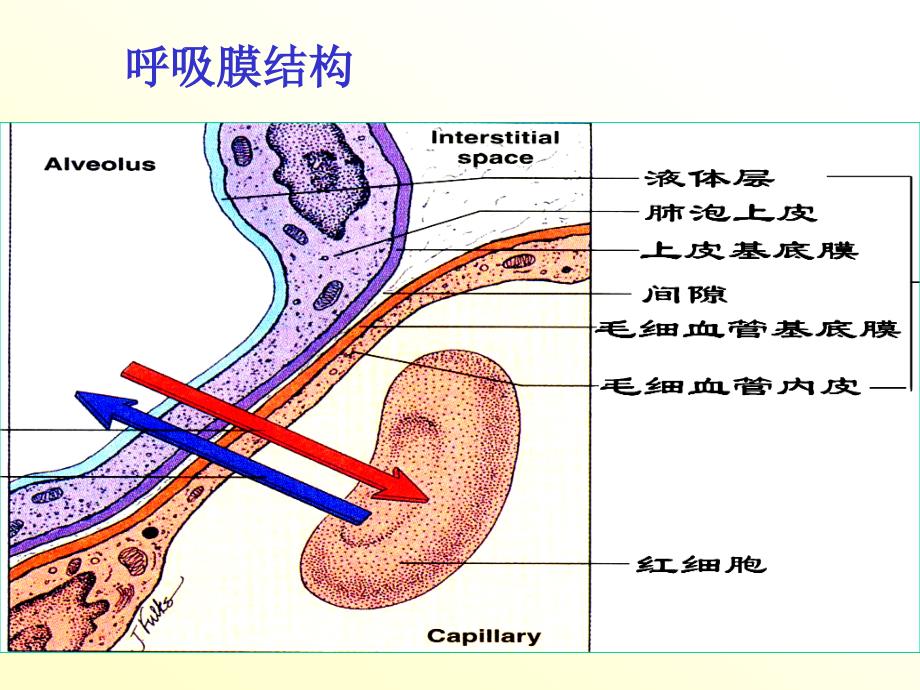 生理学呼吸施 ppt课件_第4页