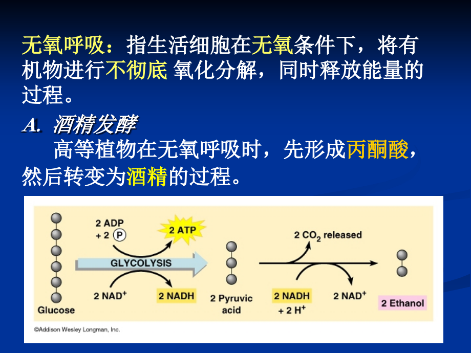 植物生理学标准课件6（植物的呼吸作用）_第4页