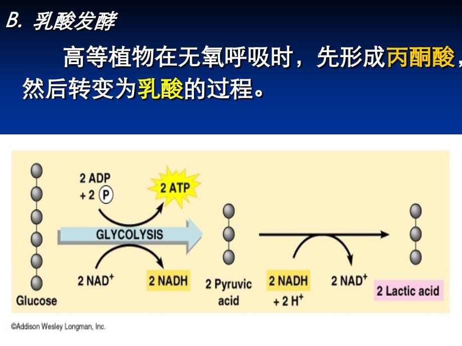 植物生理学标准课件6（植物的呼吸作用）_第5页