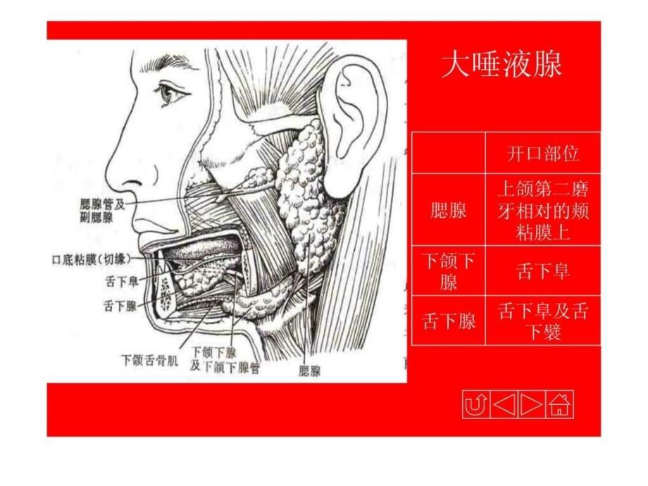 人体解剖生理学消化系统的结构与功能课件_第4页