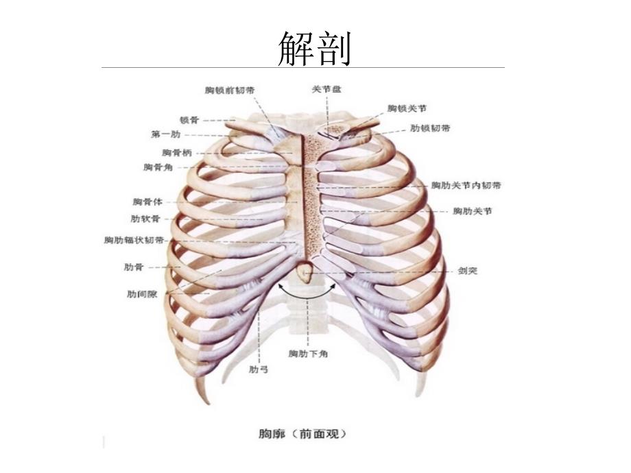 胸壁胸廓及乳房的评估ppt课件_第4页