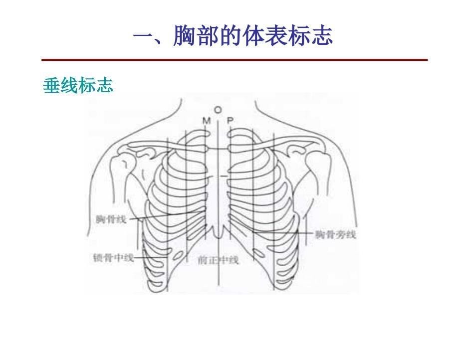 胸壁胸廓及乳房的评估ppt课件_第5页