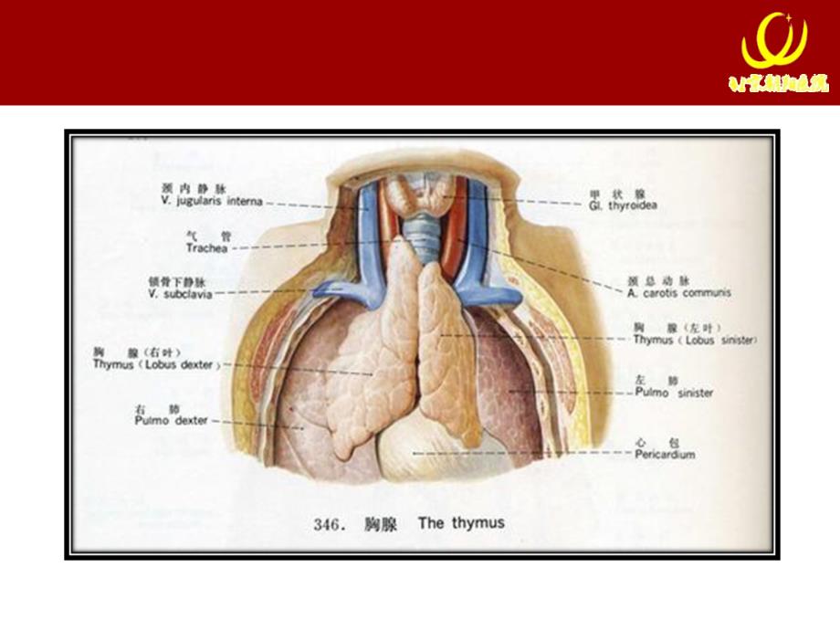 胸腺瘤与重症肌无力课件_第4页