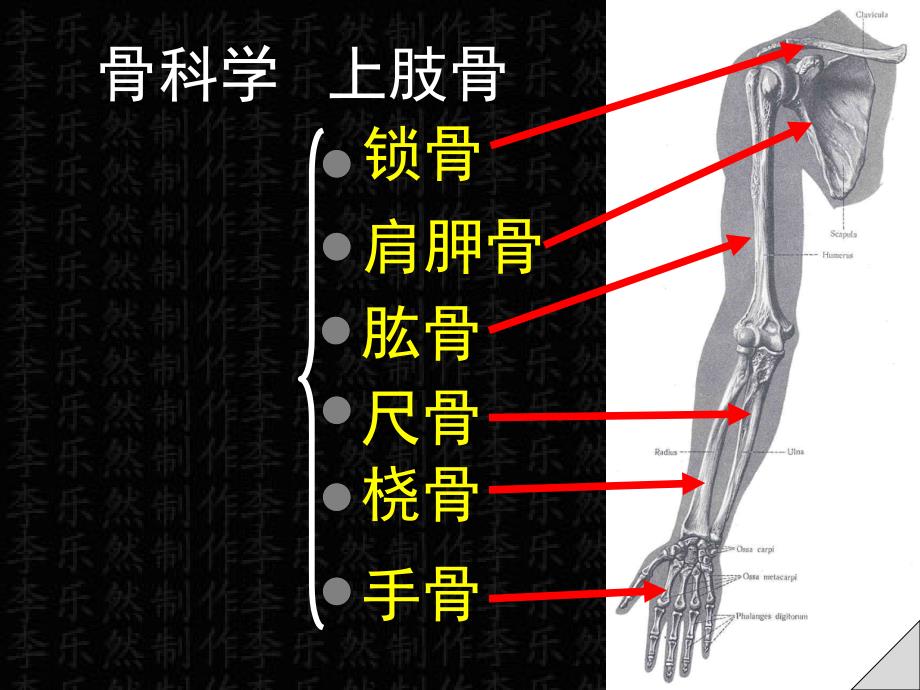 上肢骨解剖彩色图谱课件_第1页