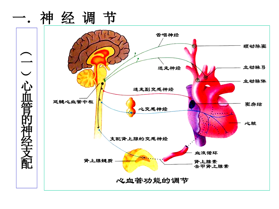 基础医学第四节心血管活动的调节课件_第3页