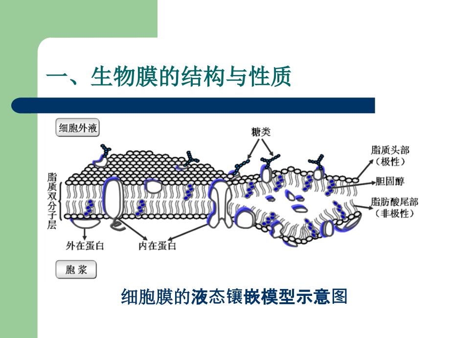 口服药物的吸收课件_第3页